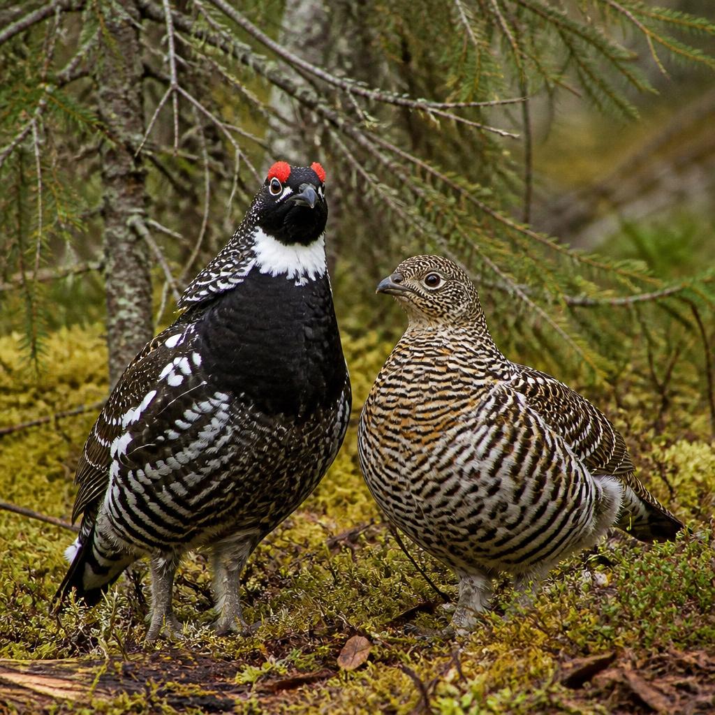 A male and female spruce grouse together on the mossy forest floor